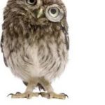 GraniteBelt Wildlife Carers Monster Market - SATURDAY 10th Sept