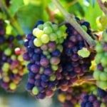 BORDER POST Friday, June 1st  1928 No 3