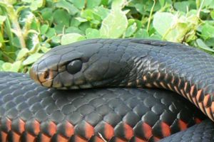 Red-bellied-Black-snake-003