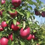 REFLECTIONS  OF  A  SOLDIER  SETTLER No 1