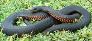 red-bellied-black-snake-in-grass