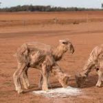 Fundraiser to aid Farmers in NSW and Queensland September 21st